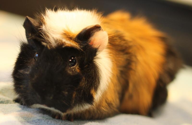 Enlarge Harlan, a ADOPTABLE Guinea Pig in Budd Lake, NJ image 6/6