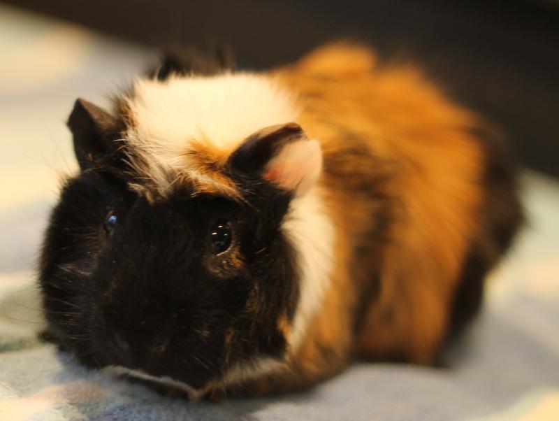 Enlarge Harlan, a ADOPTABLE Guinea Pig in Budd Lake, NJ image 5/6