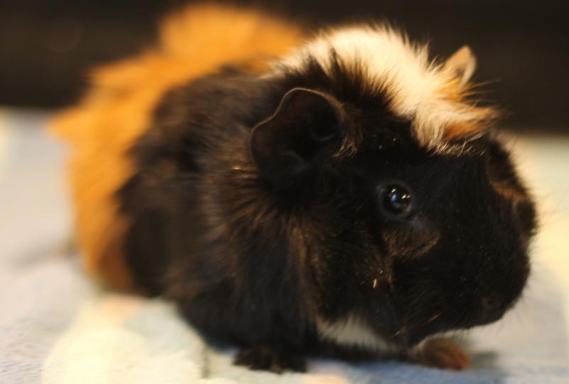 Enlarge Harlan, a ADOPTABLE Guinea Pig in Budd Lake, NJ image 4/6