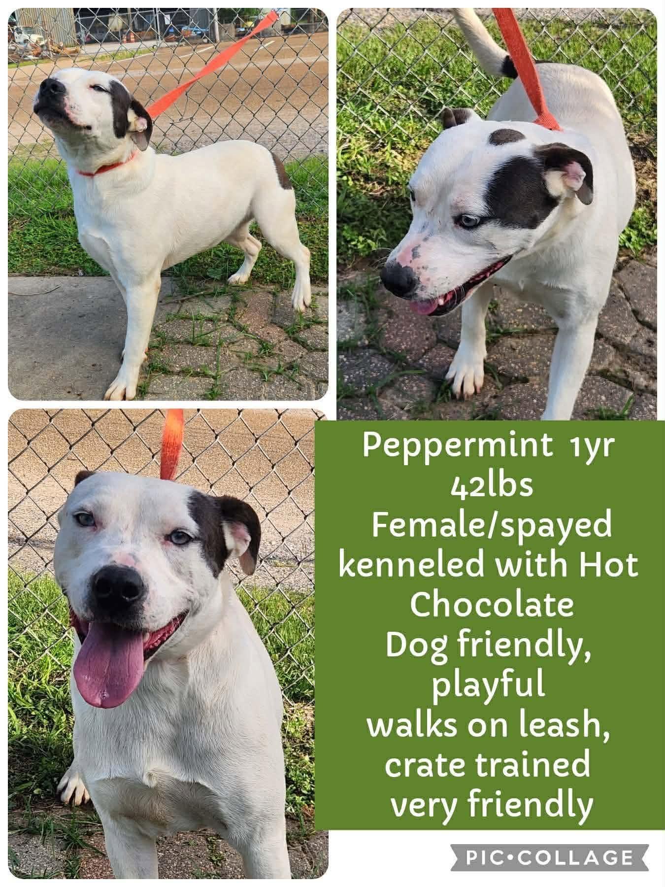 Peppermint, ADOPTABLE, Young Female Pit Bull Terrier.