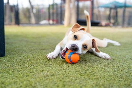 Sparky — thumbnail 2