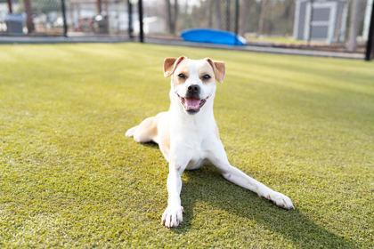 Sparky — thumbnail 3