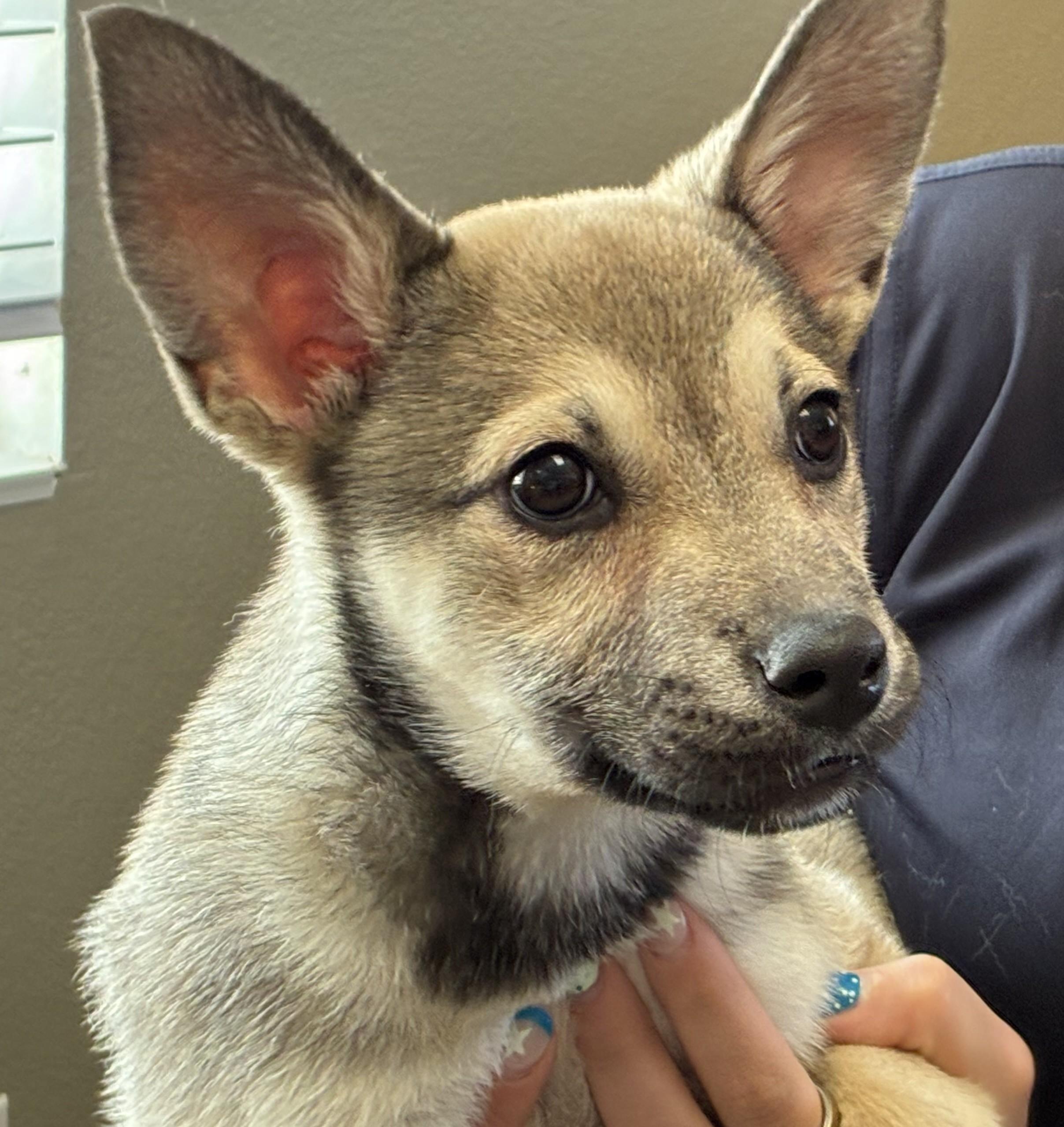 Liz, ADOPTABLE, Puppy Female Siberian Husky.