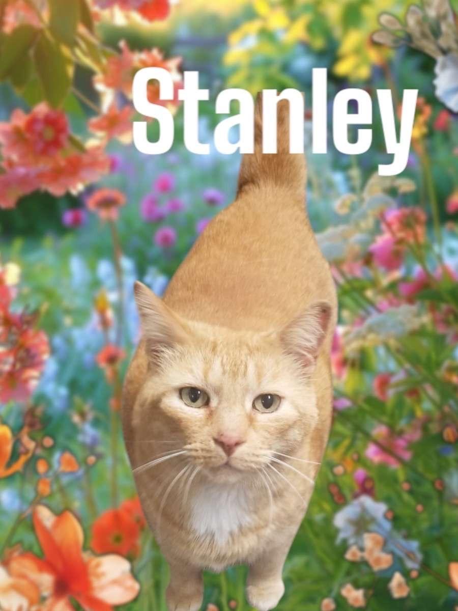 Stanley