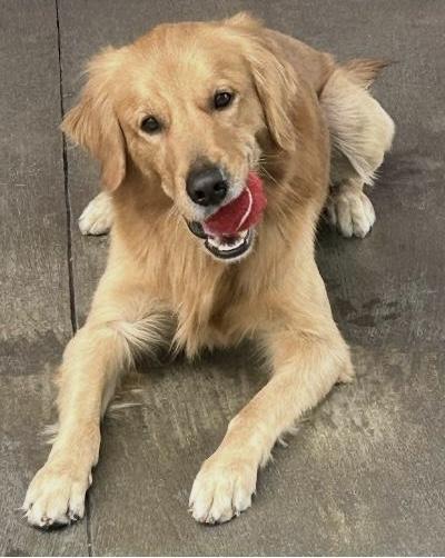 Asher, ADOPTABLE, Adult Male Golden Retriever.