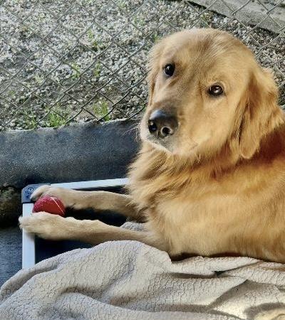 Asher, a ADOPTABLE Golden Retriever in Gardena, CA image 2/3