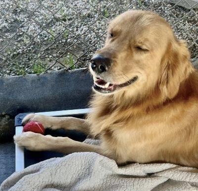 Asher, a ADOPTABLE Golden Retriever in Gardena, CA image 3/3