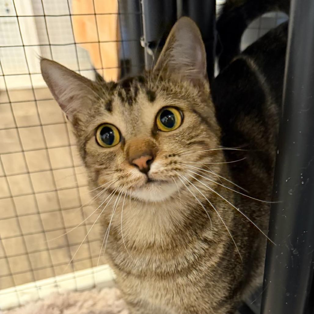 Pebble, Adoptable, Young Female Domestic Short Hair.