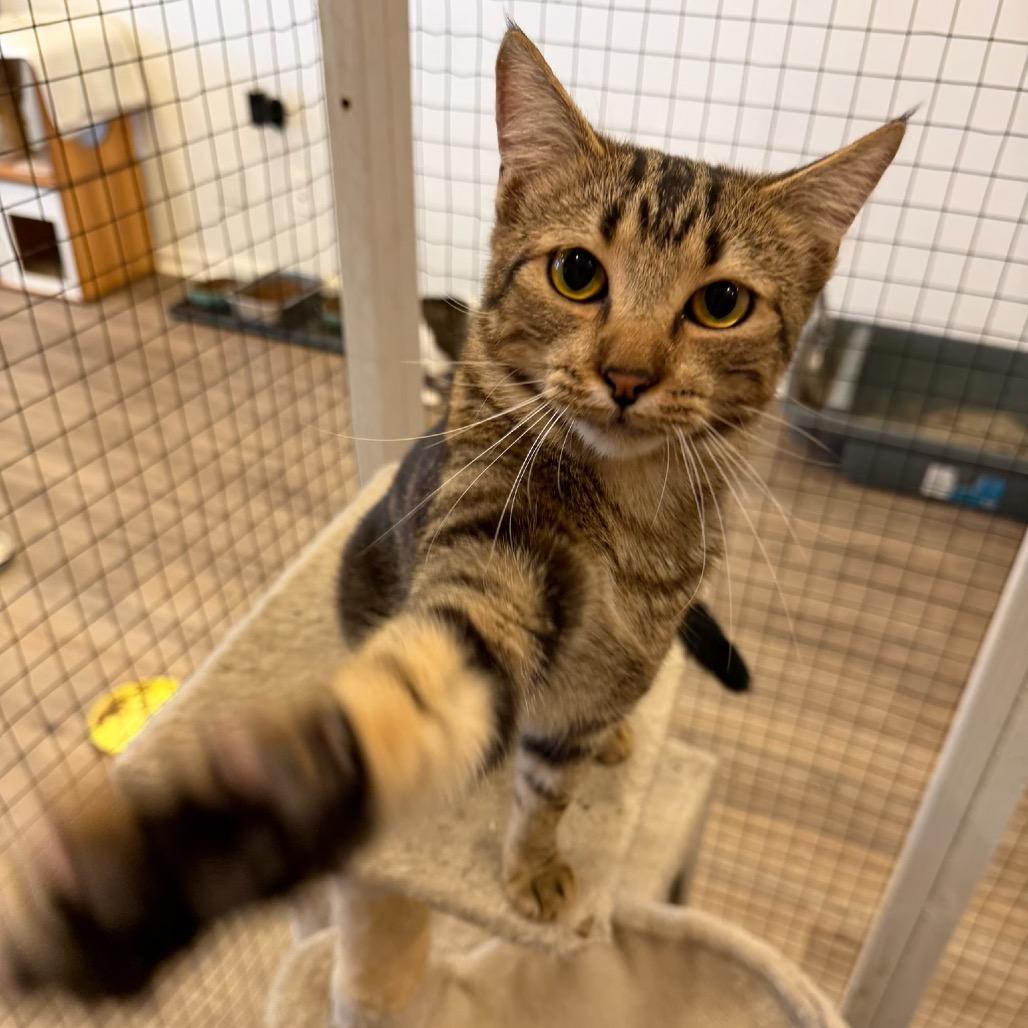 Enlarge Pebble, a Adoptable Domestic Short Hair in Leander, TX image 3/6