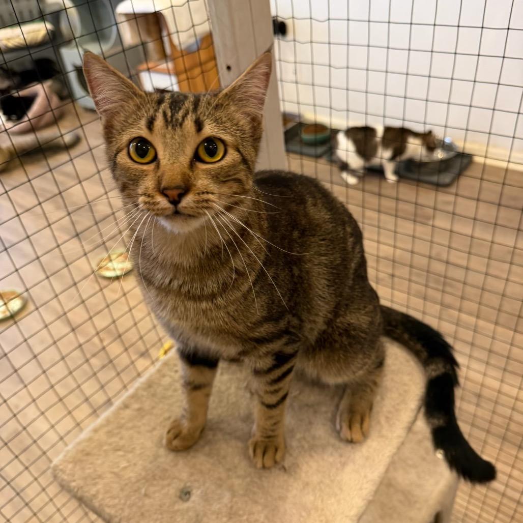 Enlarge Pebble, a Adoptable Domestic Short Hair in Leander, TX image 4/6