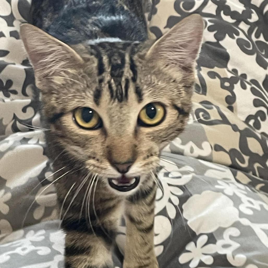 Enlarge Pebble, a Adoptable Domestic Short Hair in Leander, TX image 5/6