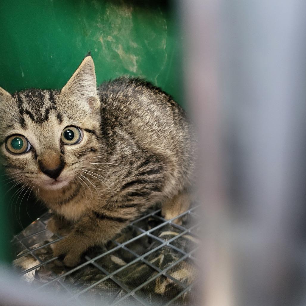 Enlarge Pebble, a Adoptable Domestic Short Hair in Leander, TX image 6/6