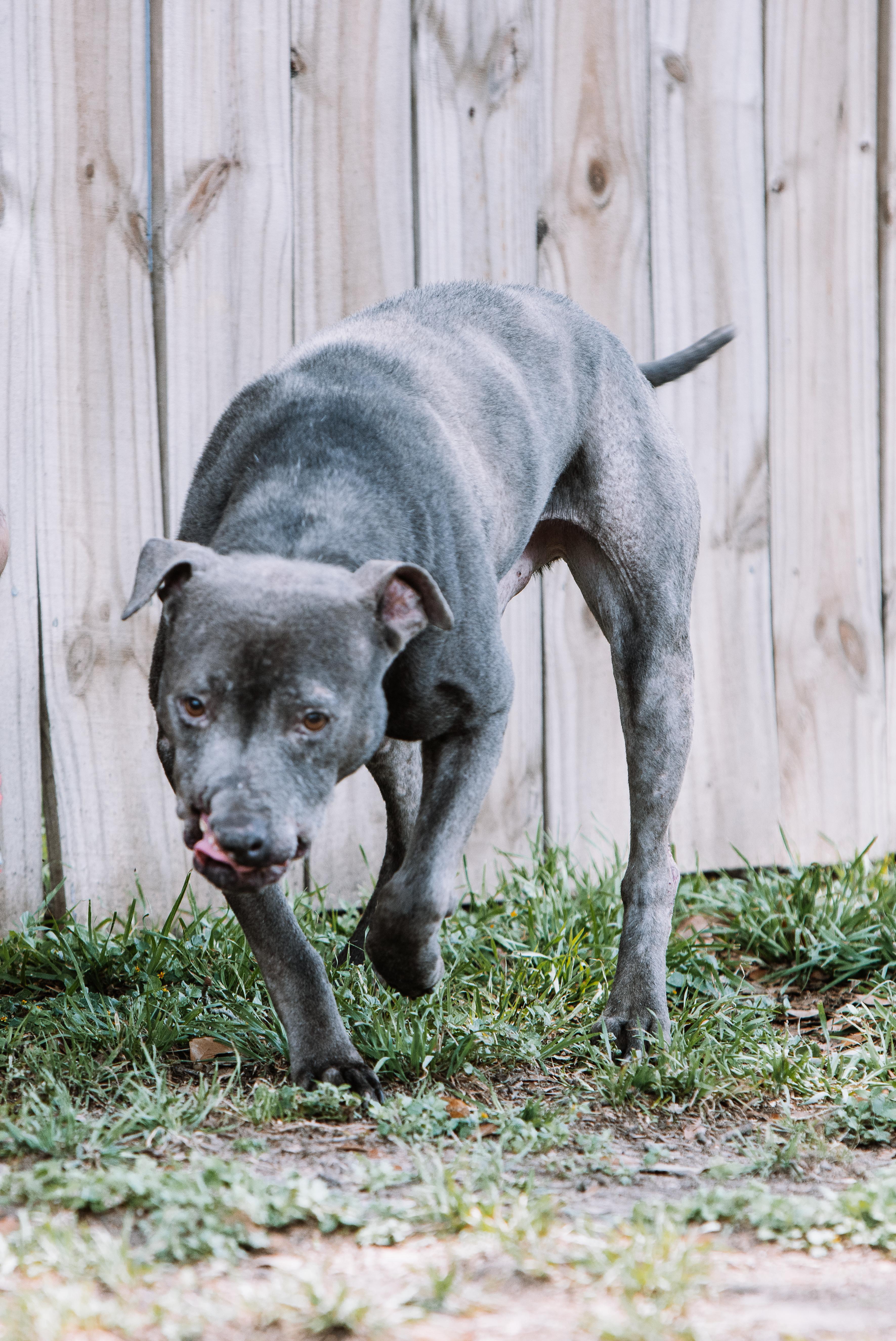 Enlarge Nash, a Adoptable mixed breed in Seattle, WA image 4/4