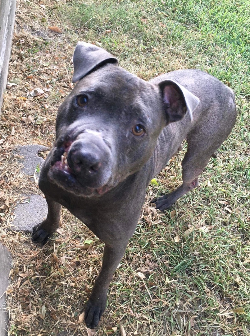 Enlarge Nash, a Adoptable mixed breed in Seattle, WA image 1/3