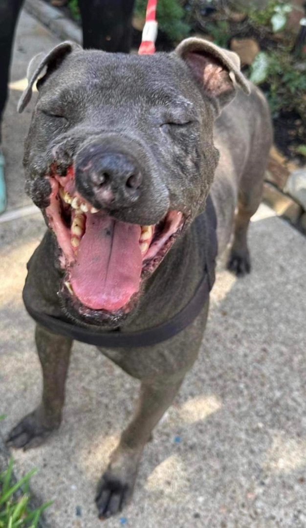 Enlarge Nash, a Adoptable mixed breed in Seattle, WA image 2/3