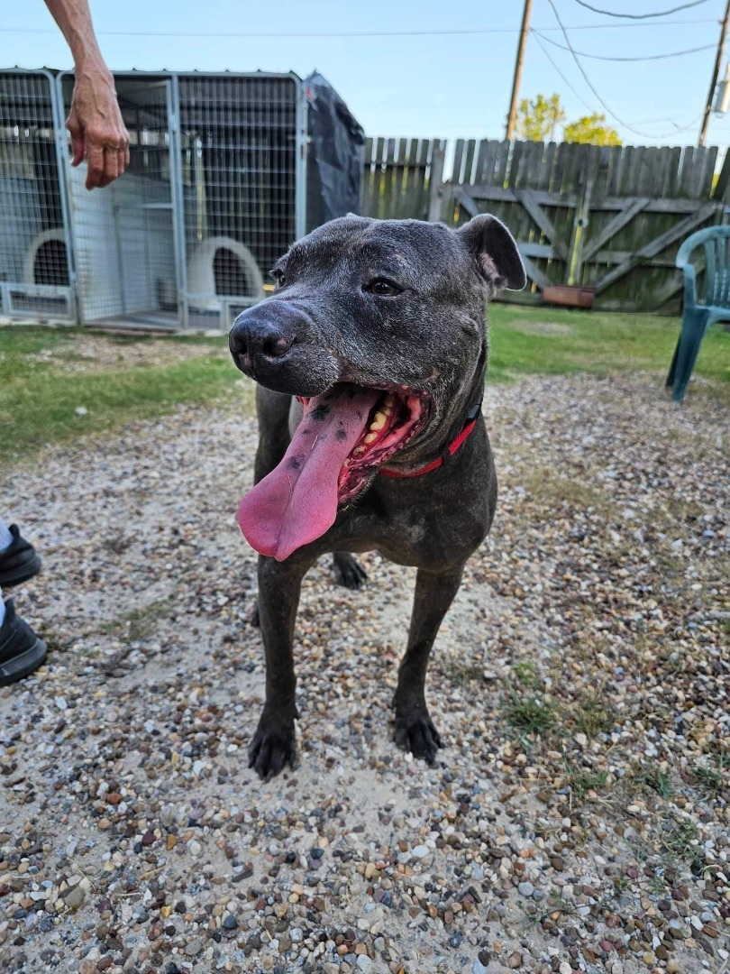 Enlarge Nash, a Adoptable mixed breed in Seattle, WA image 3/3