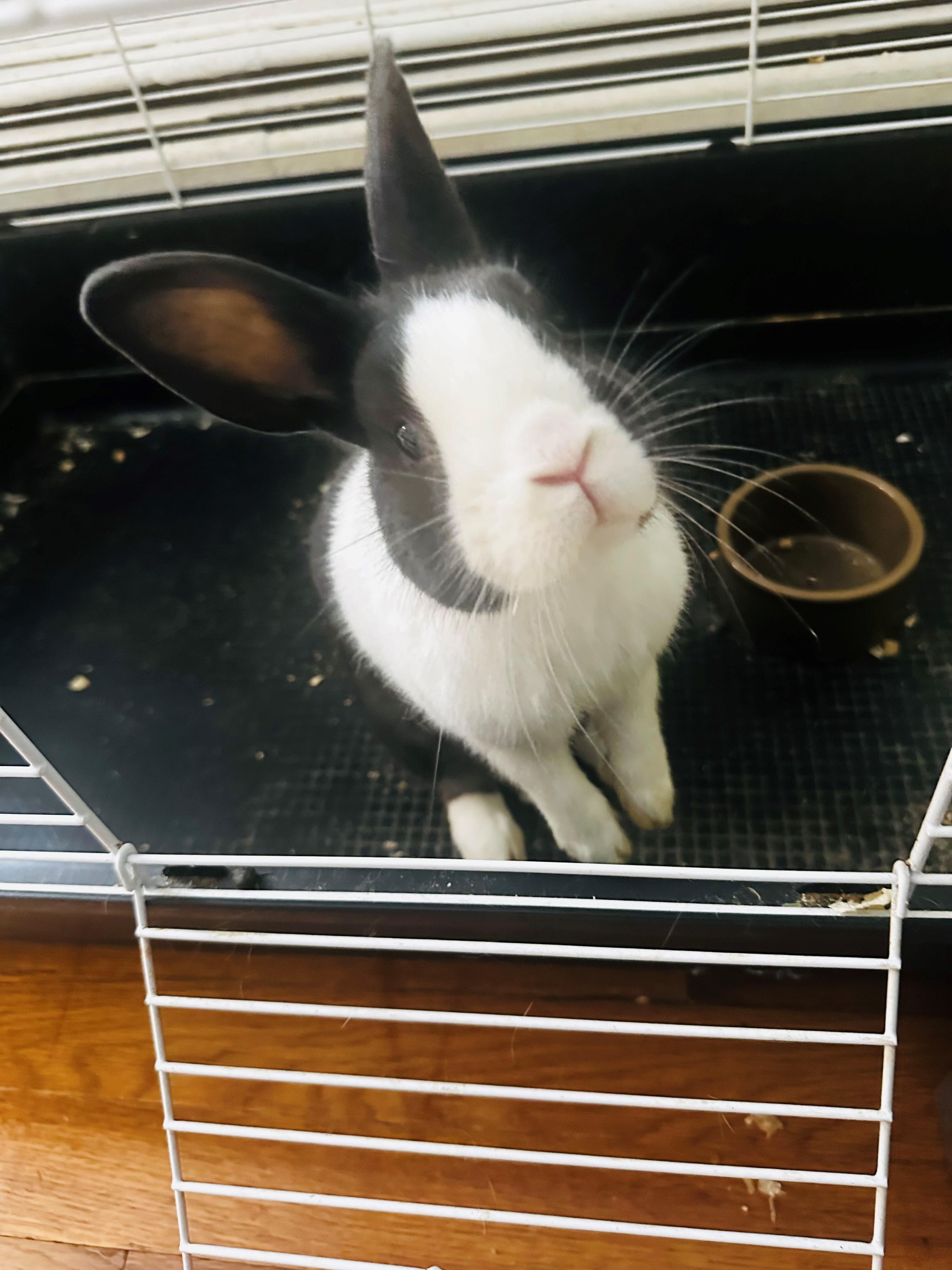 zzCourtesy Listing for Linda, a Adoptable American in New Rochelle, NY image 2/2