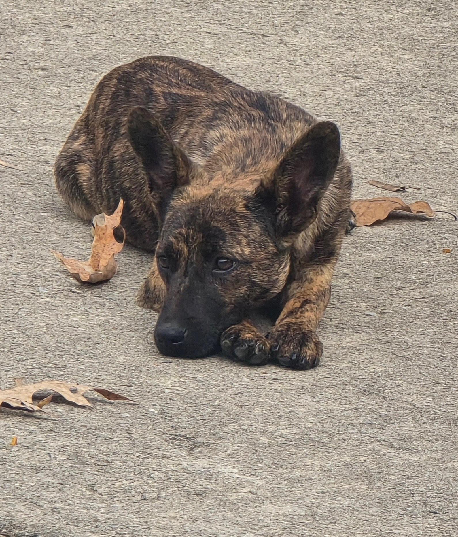 Enlarge Lulu, an adopted mixed breed in Pennington, NJ image 2/2