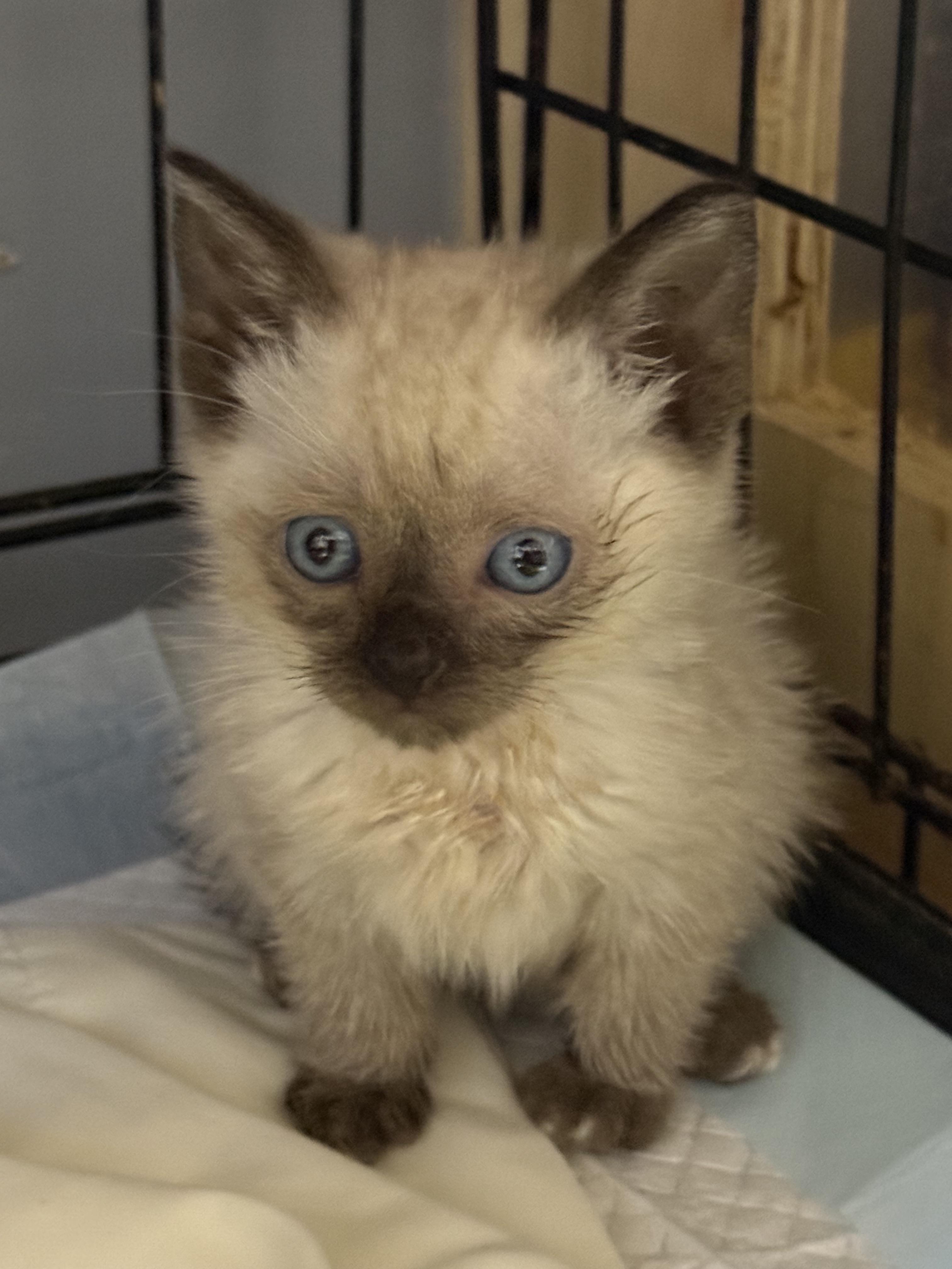 Serrano Pepper, Adoptable, Kitten Male Domestic Short Hair.