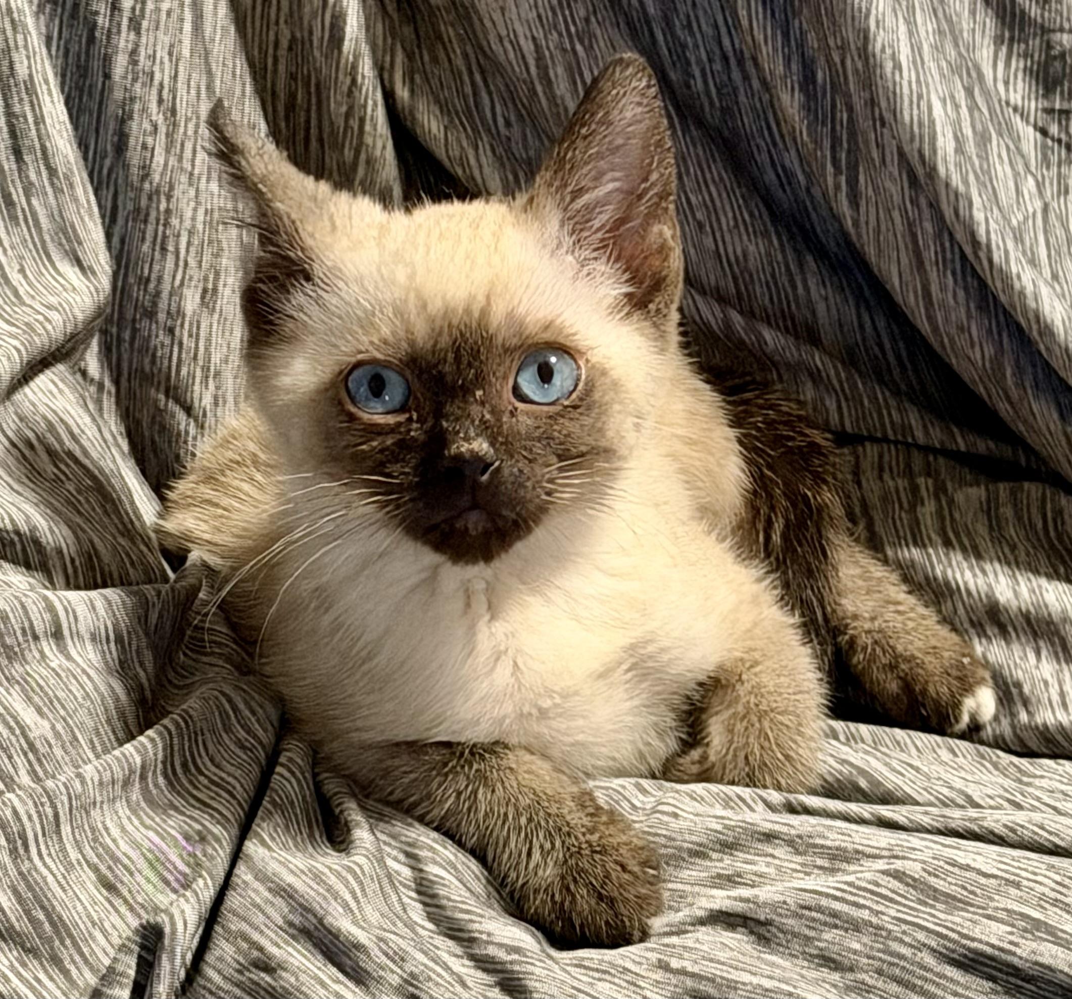 Enlarge Serrano Pepper, a Adoptable Domestic Short Hair in Houston, TX image 2/2