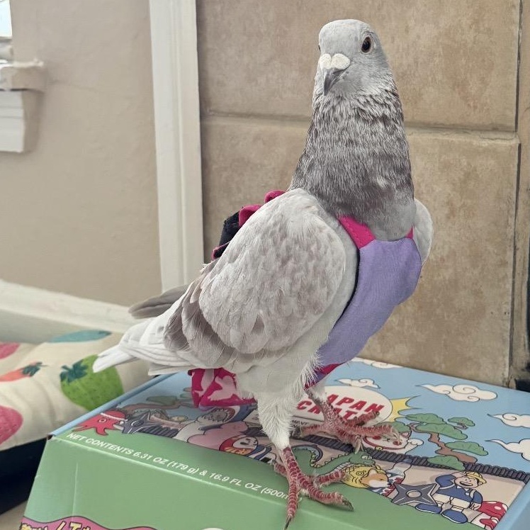 Enlarge Toast, an adopted Pigeon in Chicago, IL image 3/3