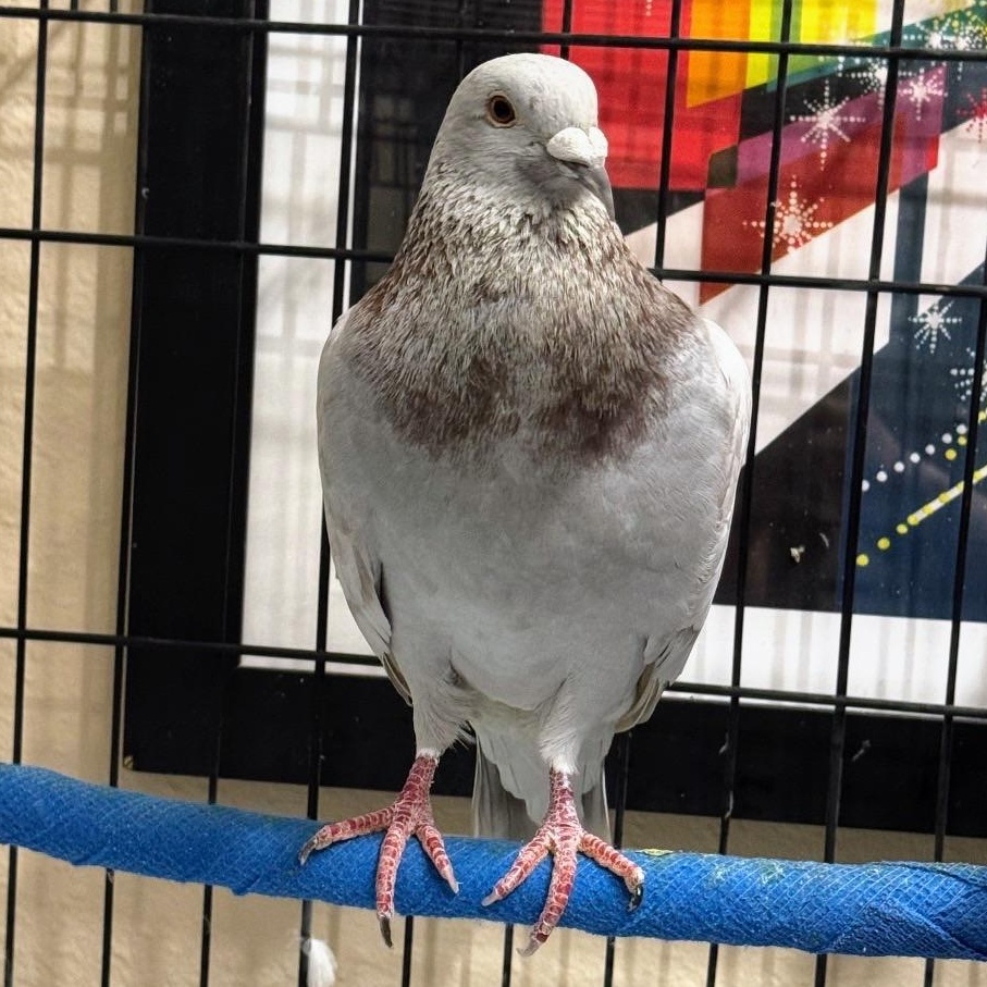 Enlarge Toast, an adopted Pigeon in Chicago, IL image 2/3