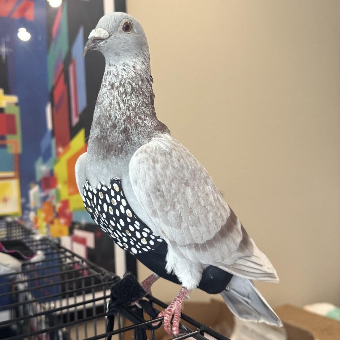 Toast, adopted, Adult Male Pigeon.