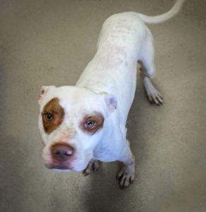 Odin, Adoptable, Senior Male American Bulldog.