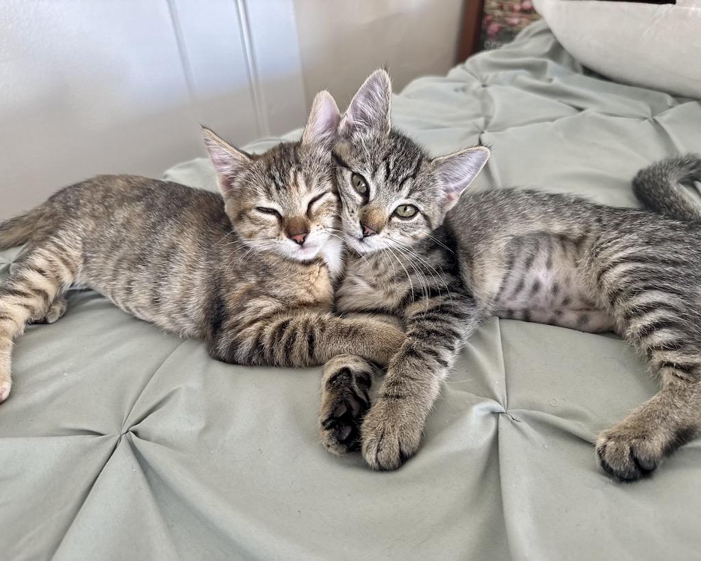 Camillia (bonded with Daffodil), a Adopted Domestic Short Hair in San Francisco, CA image 2/6