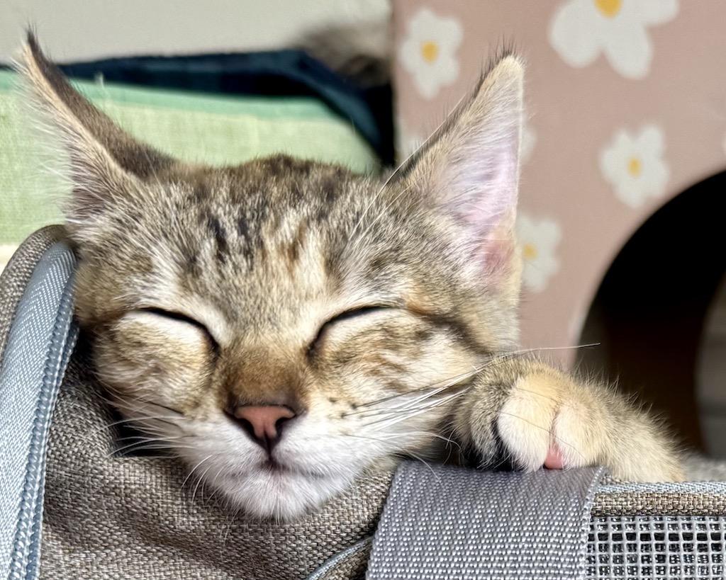 Camillia (bonded with Daffodil), a Adopted Domestic Short Hair in San Francisco, CA image 4/6