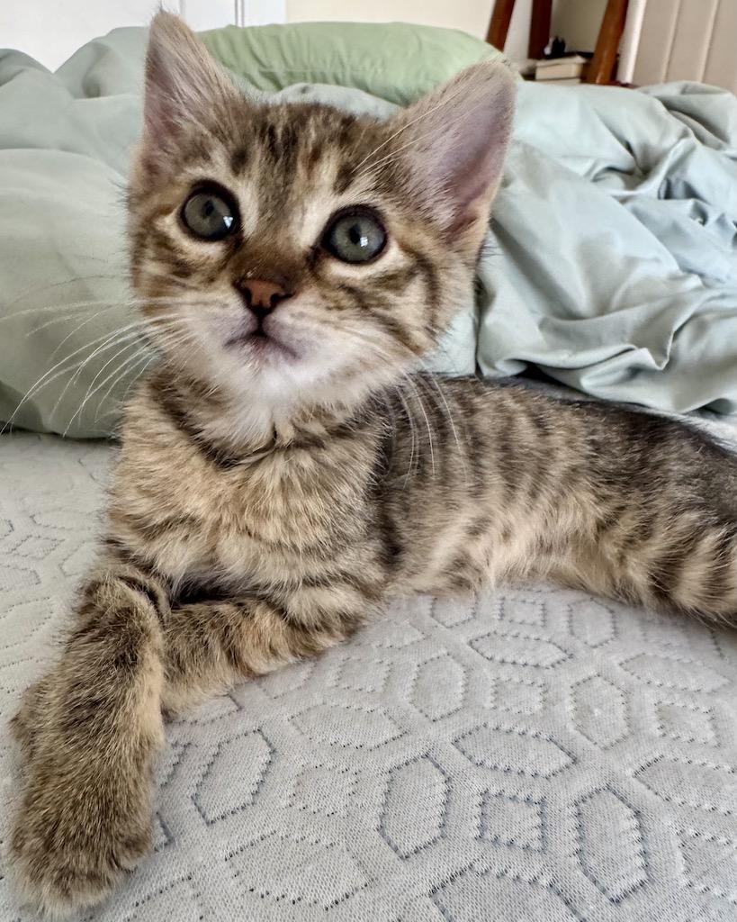 Camillia (bonded with Daffodil), a Adopted Domestic Short Hair in San Francisco, CA image 6/6