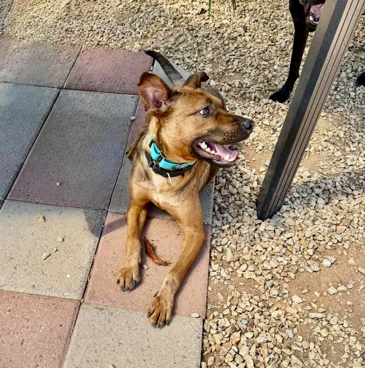 Atlas, ADOPTABLE, Young Male Dutch Shepherd & Pit Bull Terrier.