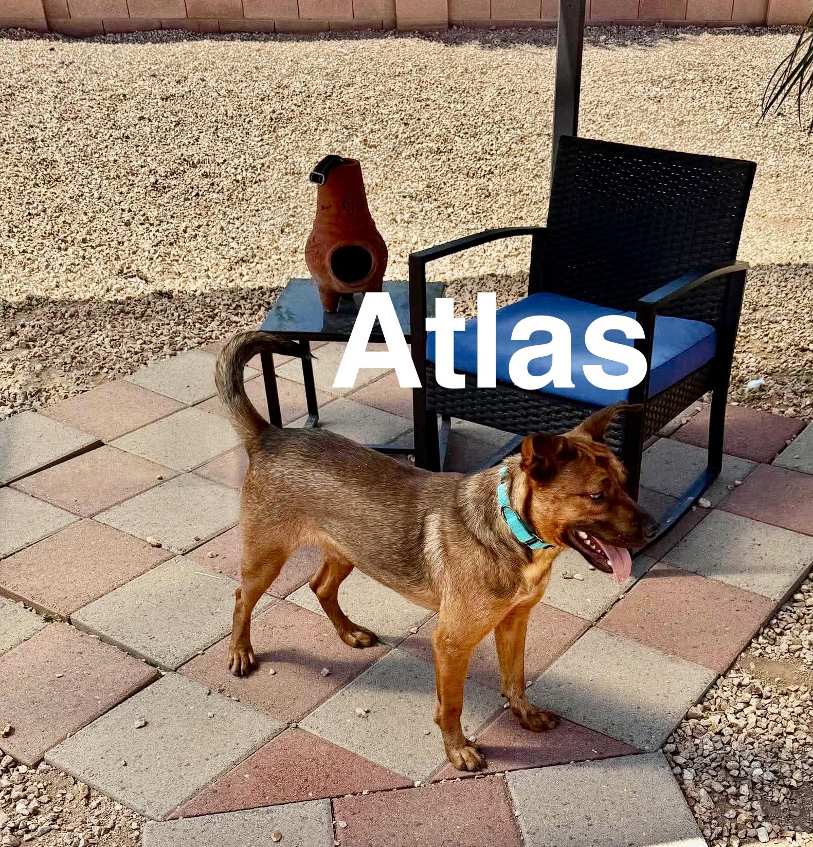 Enlarge Atlas, a ADOPTABLE mixed breed in Sierra Vista, AZ image 2/3