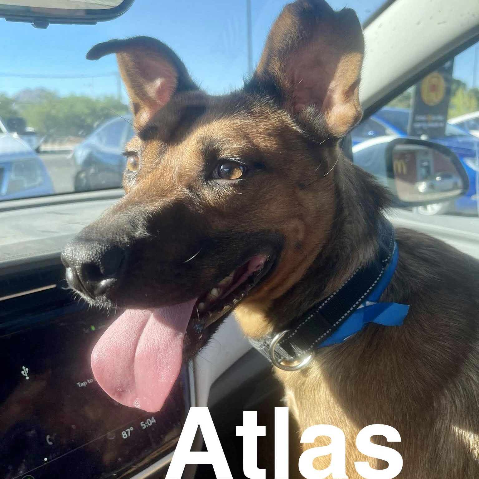 Enlarge Atlas, a ADOPTABLE mixed breed in Sierra Vista, AZ image 3/3