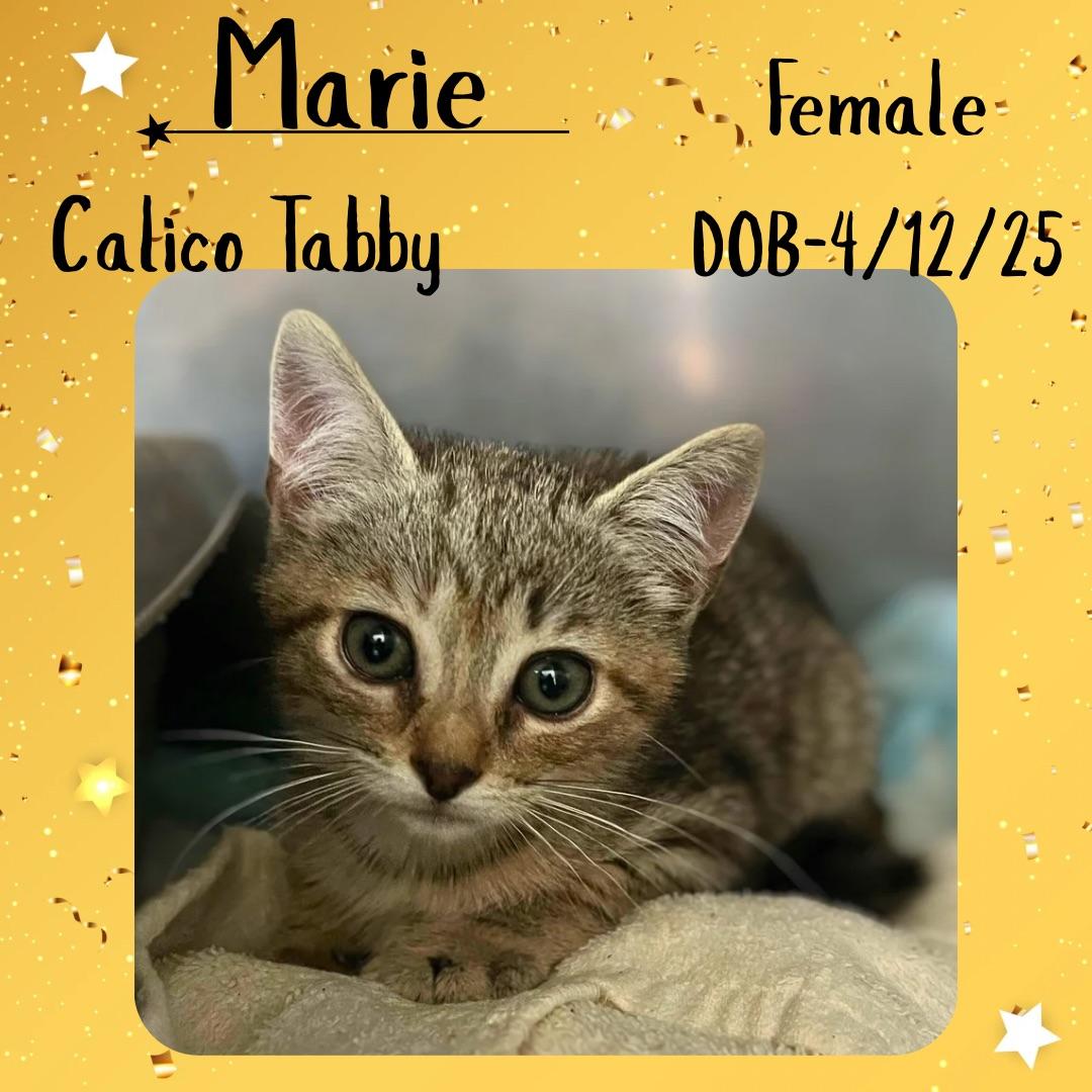 Marie, an adoptable Domestic Short Hair Mix in Staunton, VA_image-1