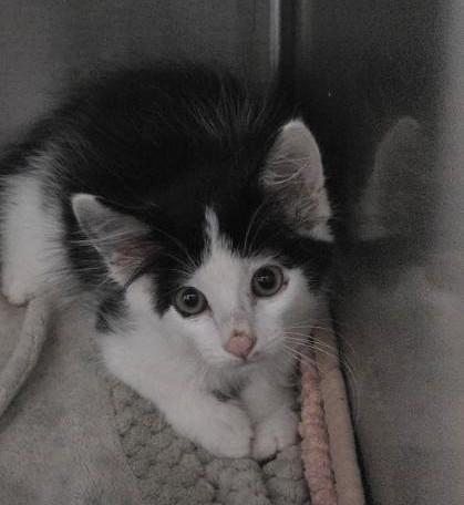 Mission, Adoptable, Kitten Male Domestic Short Hair & Domestic Short Hair.