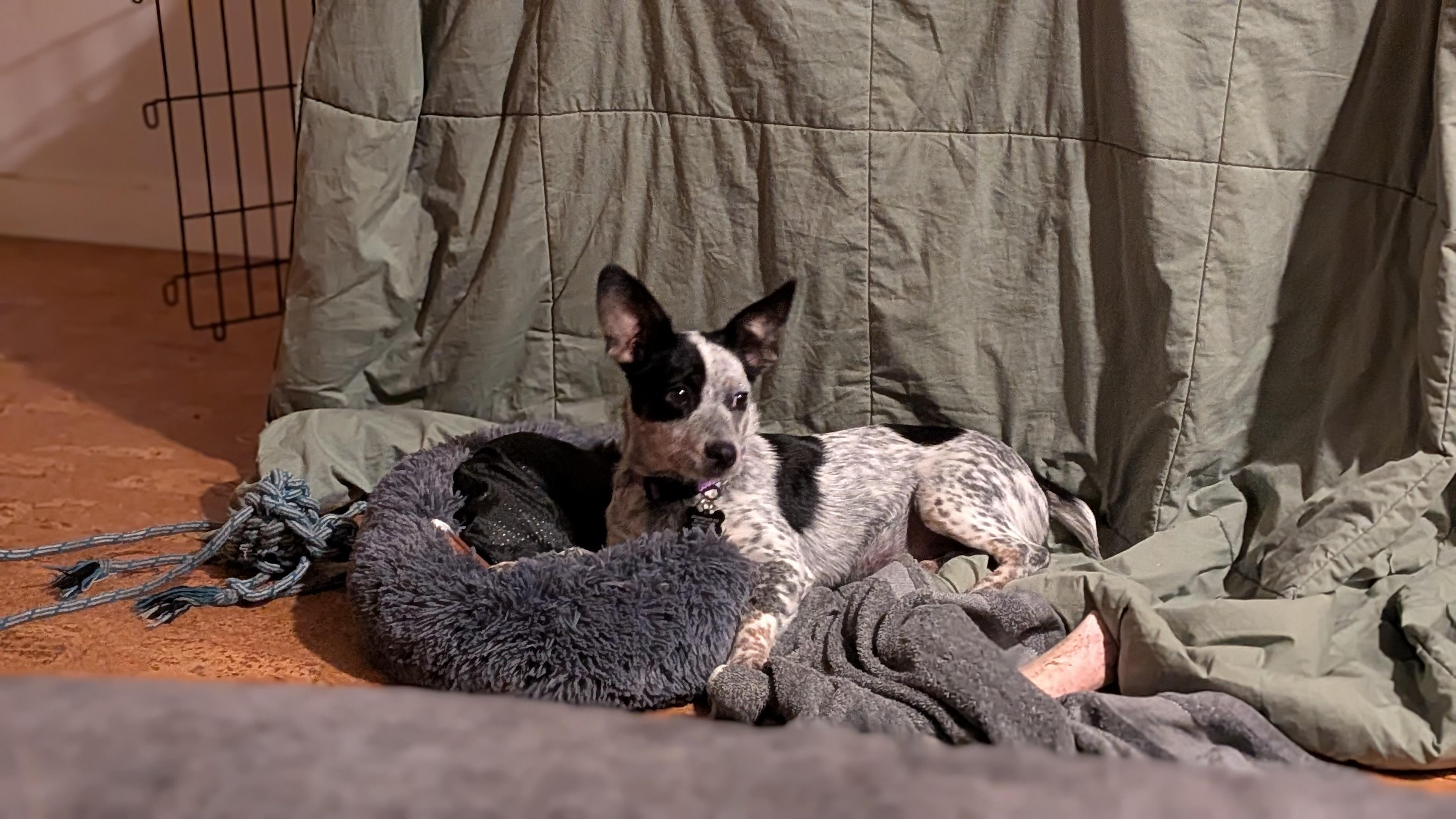 Chula, a Adoptable mixed breed in Hyde Park, MA image 1/6