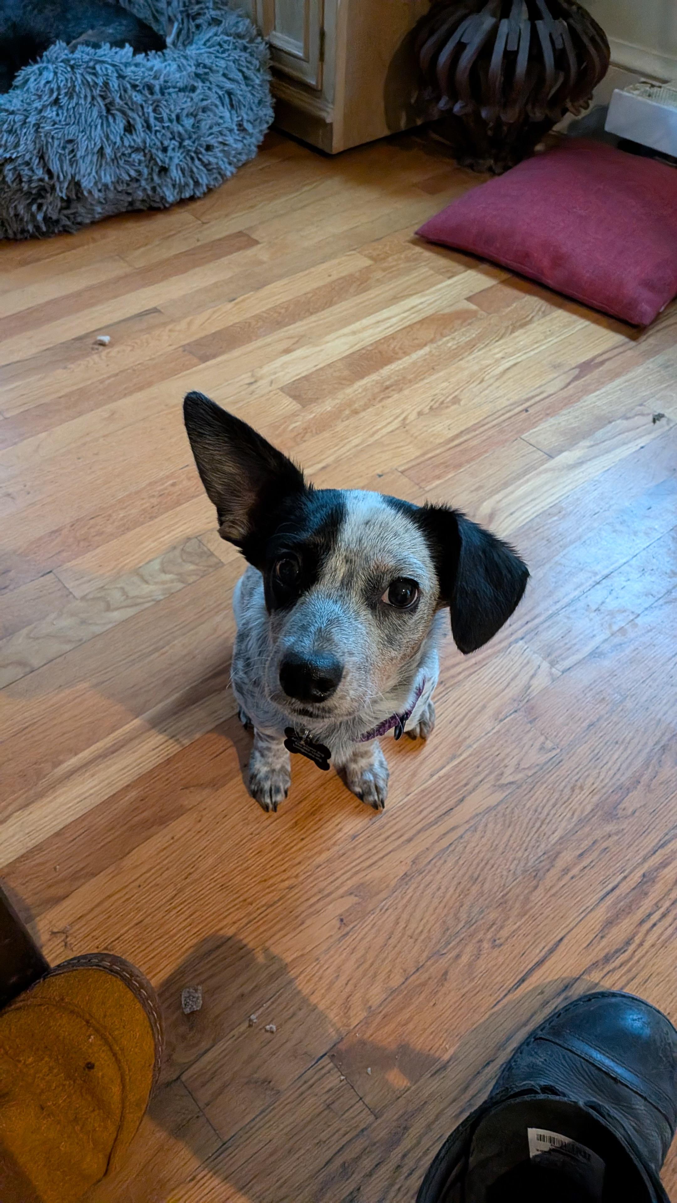 Chula, a Adoptable mixed breed in Hyde Park, MA image 2/6