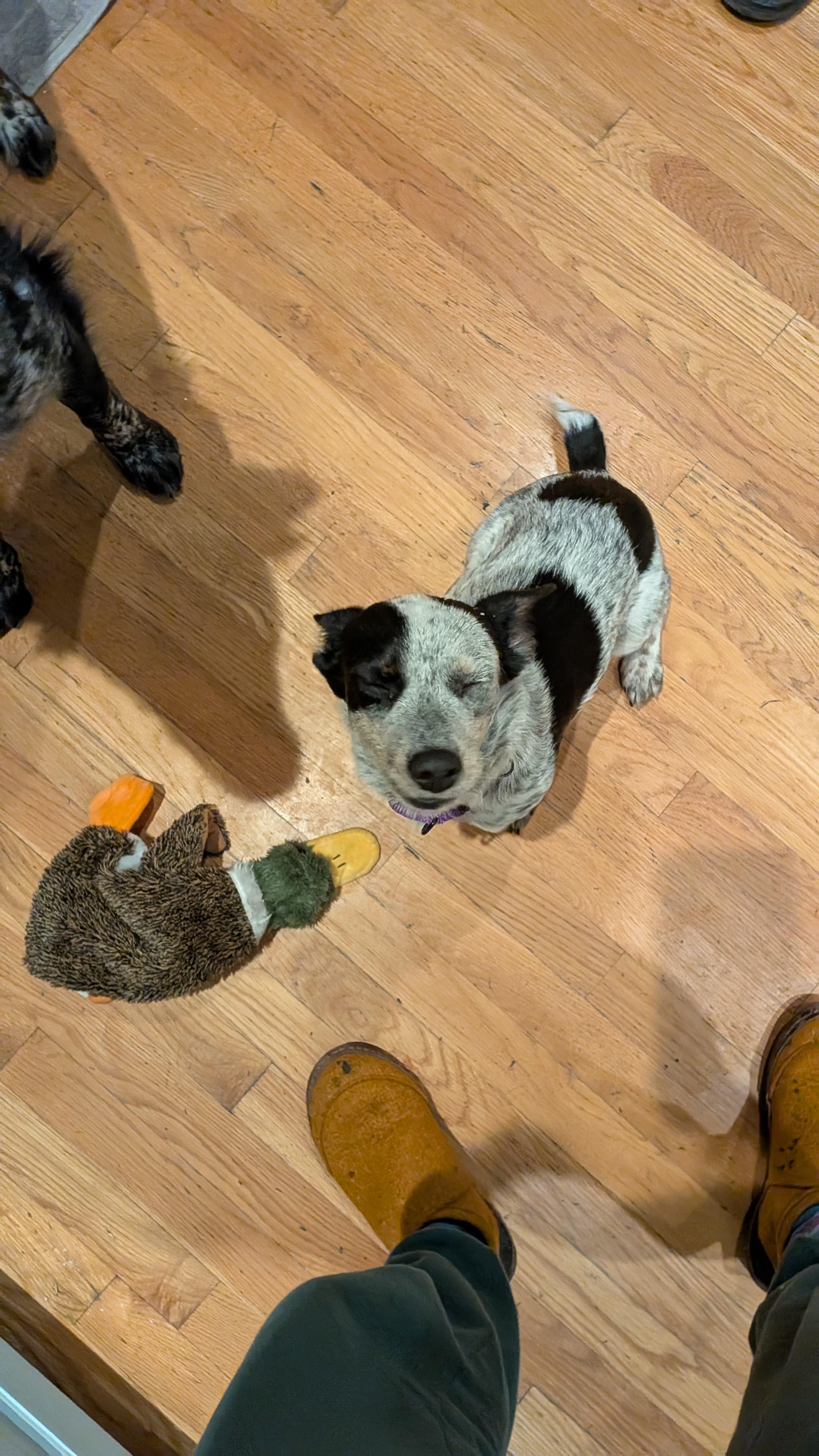 Chula, a Adoptable mixed breed in Hyde Park, MA image 3/6