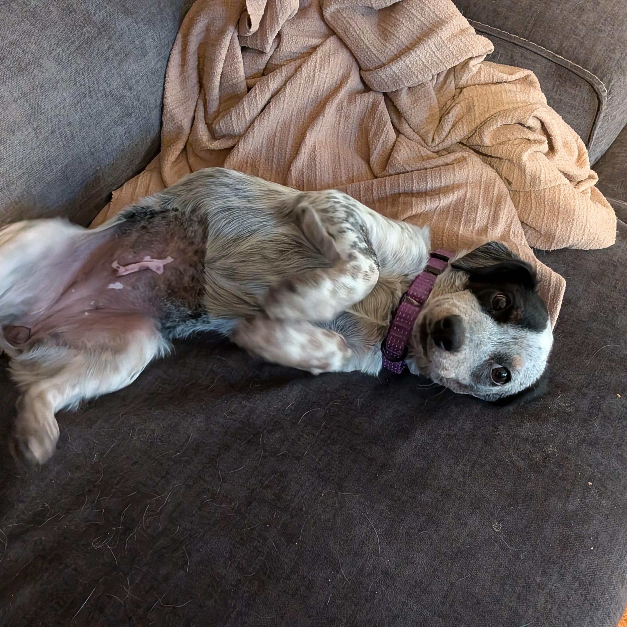 Chula, a Adoptable mixed breed in Hyde Park, MA image 4/6