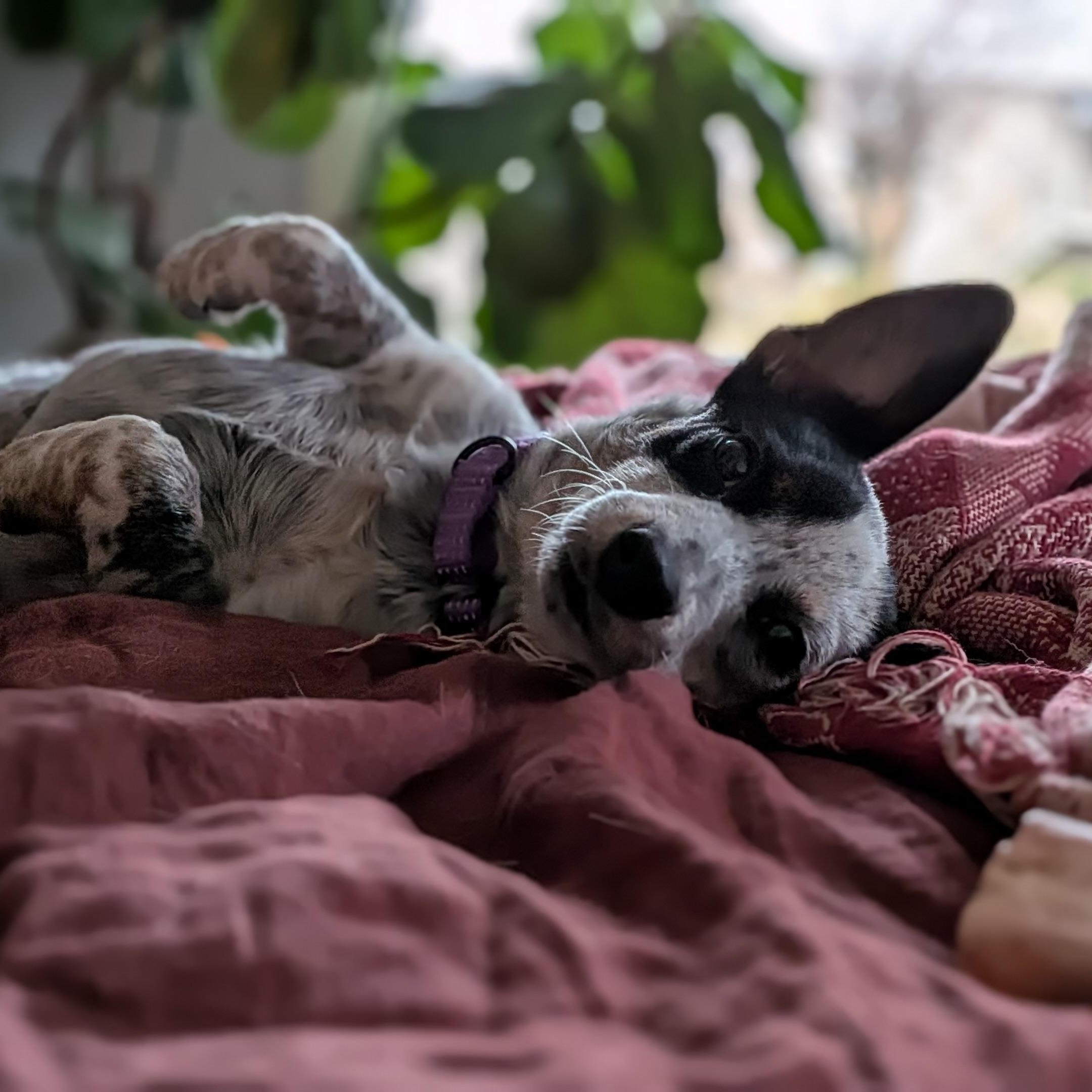 Chula, a Adoptable mixed breed in Hyde Park, MA image 5/6