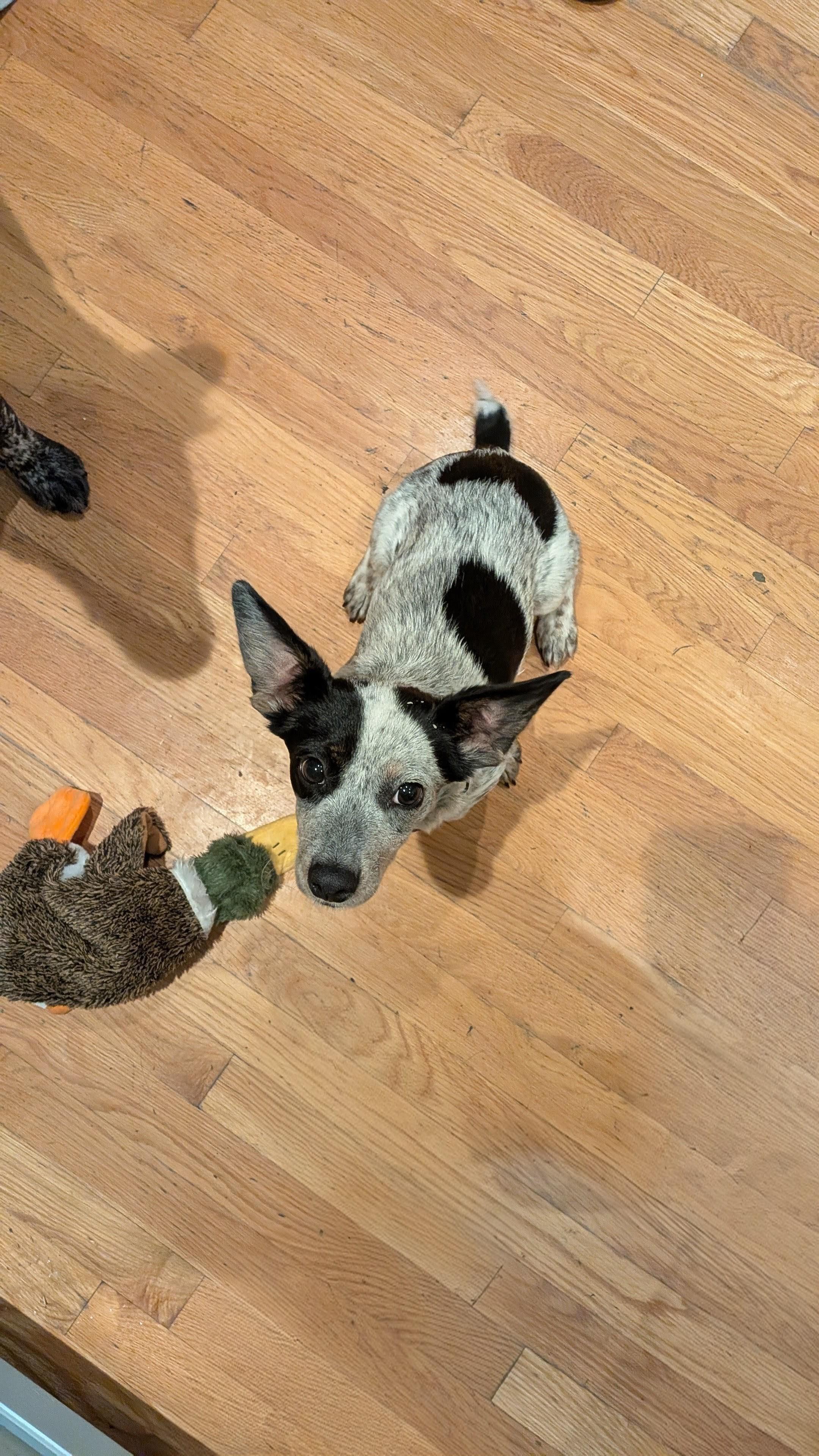 Chula, a Adoptable mixed breed in Hyde Park, MA image 6/6