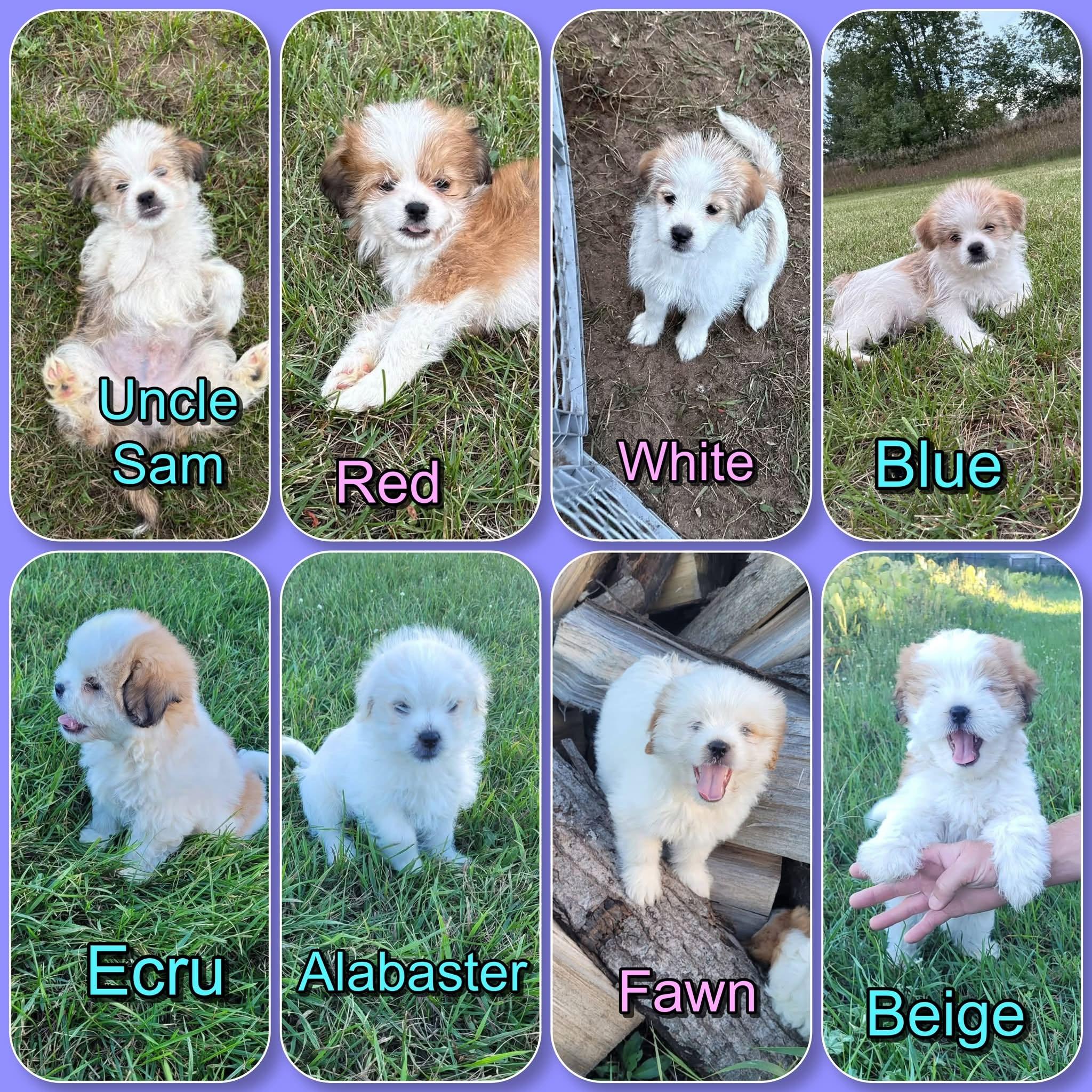 4th of July litter and Cream Colors litter puppies 5 boys 3 girls, Adopted, Puppy Male Shih Tzu & Jack Russell Terrier.