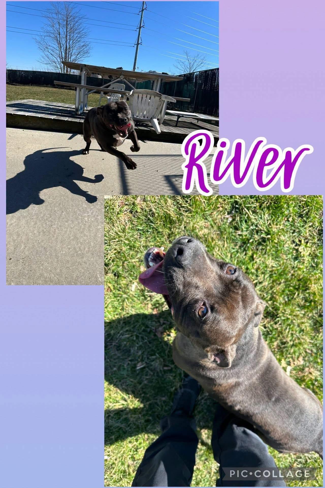 Enlarge River, a Adoptable American Staffordshire Terrier in West Haven, CT image 1/1