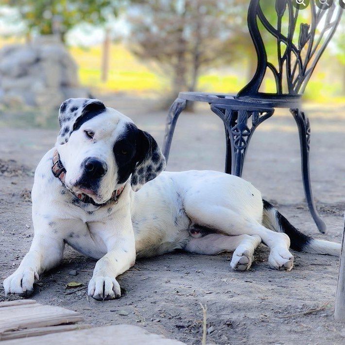 Enlarge Luke, a Adoptable mixed breed in Tehachapi, CA image 1/6