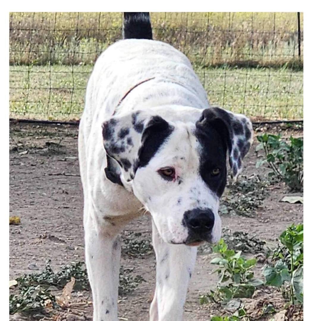 Enlarge Luke, a Adoptable mixed breed in Tehachapi, CA image 2/6