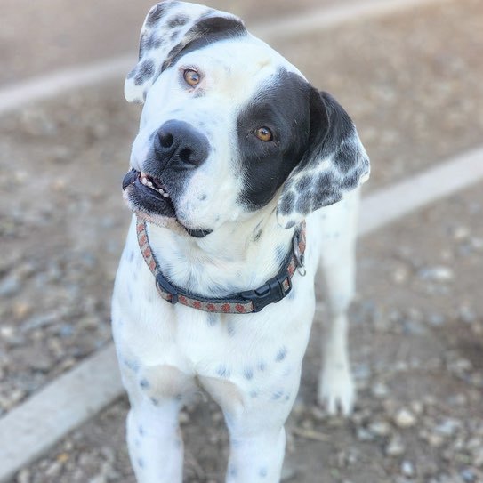 Enlarge Luke, a Adoptable mixed breed in Tehachapi, CA image 3/6