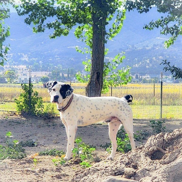 Enlarge Luke, a Adoptable mixed breed in Tehachapi, CA image 4/6