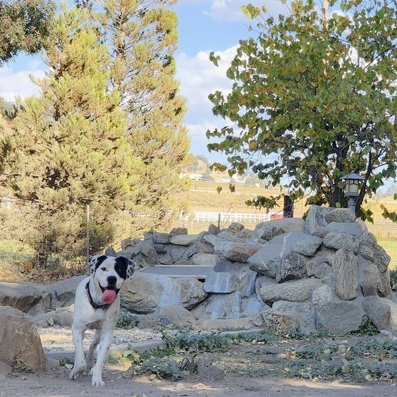 Enlarge Luke, a Adoptable mixed breed in Tehachapi, CA image 6/6