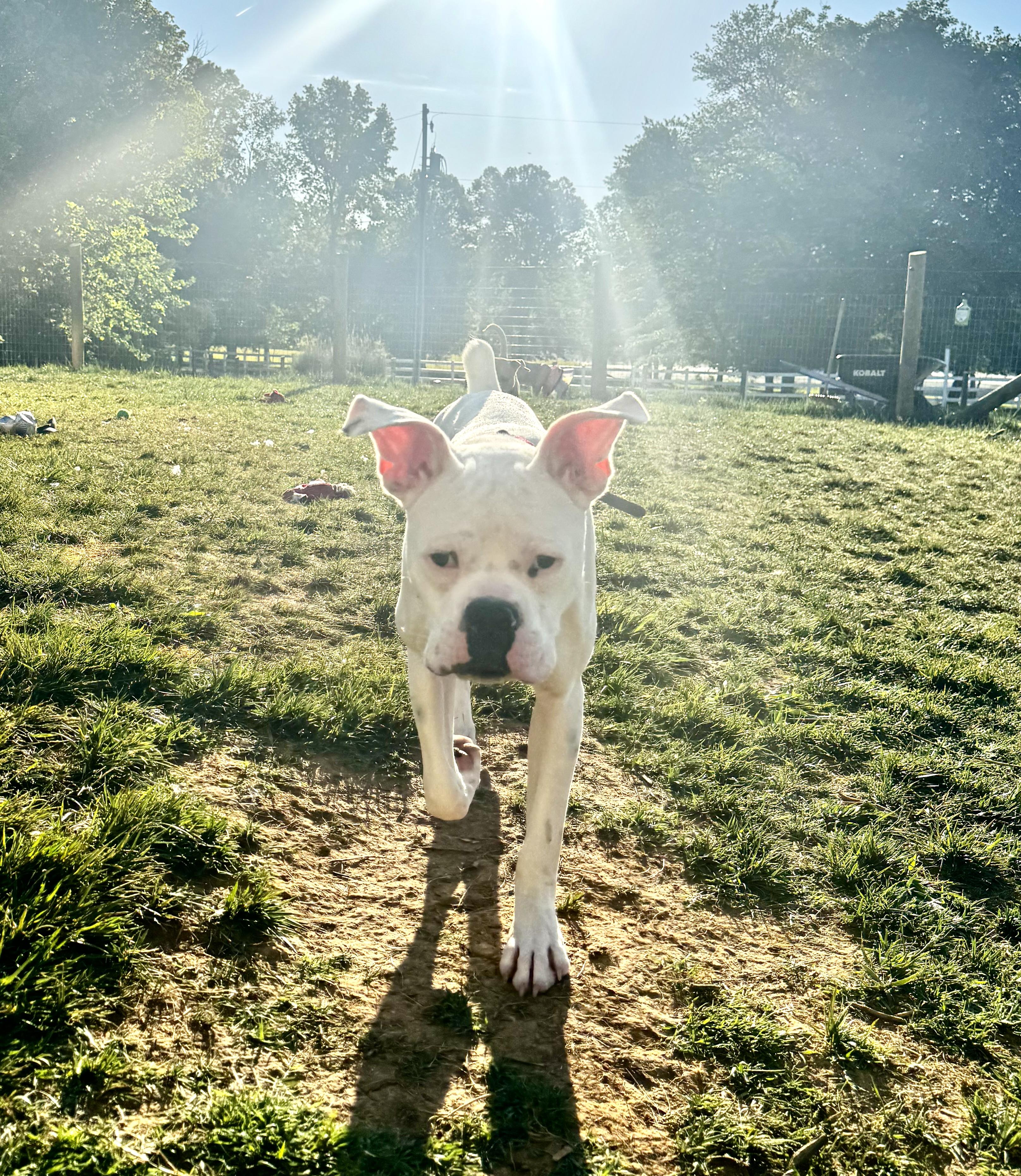 Buxton, adopted, Young Male Boxer.